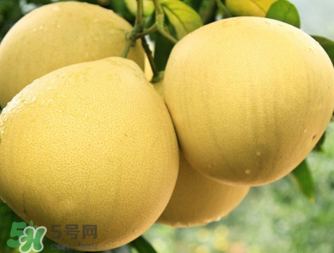 蜜柚怎么挑選？蜜柚怎么保存