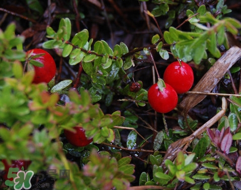 蔓越莓干熱量高嗎？蔓越莓干和新鮮蔓越莓營(yíng)養(yǎng)價(jià)值的區(qū)別