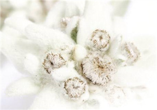 Siin雪絨花孕婦可以用嗎？Siin雪絨花護膚品孕婦合適嗎？