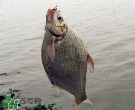 武昌魚怎么釣？釣武昌魚用什么餌料？