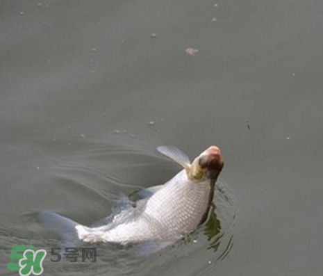 武昌魚怎么釣？釣武昌魚用什么餌料？