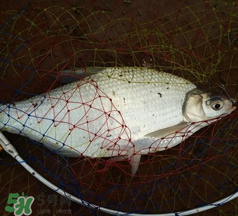 武昌魚怎么釣？釣武昌魚用什么餌料？