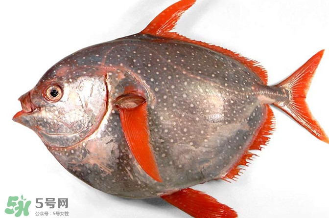 月亮魚是什么魚？月亮魚能吃嗎