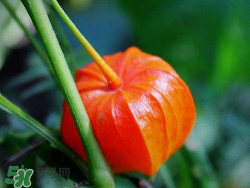 紅姑娘能治療糖尿病嗎？紅姑娘能治什么??？