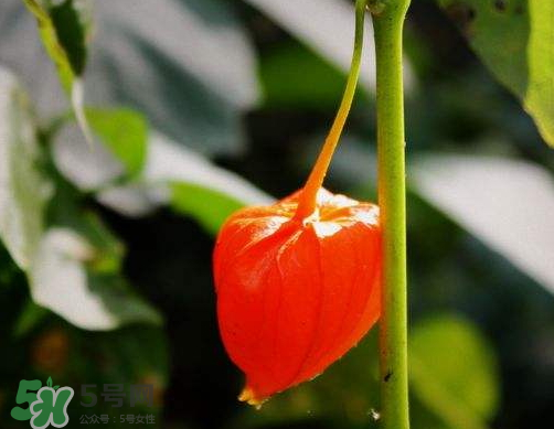 紅姑娘能治療糖尿病嗎？紅姑娘能治什么?。?></p><p>?食枸杞對(duì)糖尿病有良效:將枸杞子洗凈蒸熟,1日3次,每次嚼食3克,對(duì)糖尿病血脂高、視力不佳者有改善作用。</p><p>鮮石榴汁治糖尿病:每天取鮮石榴250克榨汁,分3次飯前服,也可吃鮮果。無(wú)鮮果時(shí),可取石榴干葉30克,煎湯飲服,每天2次。</p> </div>
<div align=