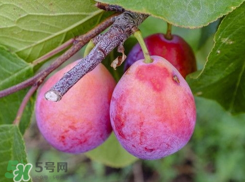 西梅熱量高嗎？西梅可以減肥嗎？