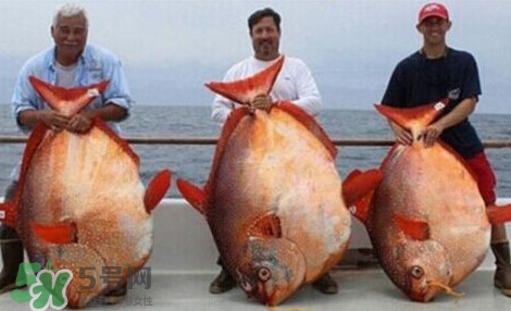 月亮魚是什么魚？月亮魚能吃嗎