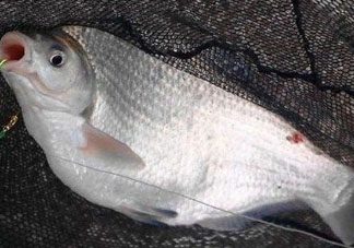 武昌魚(yú)怎么釣？釣武昌魚(yú)用什么餌料？