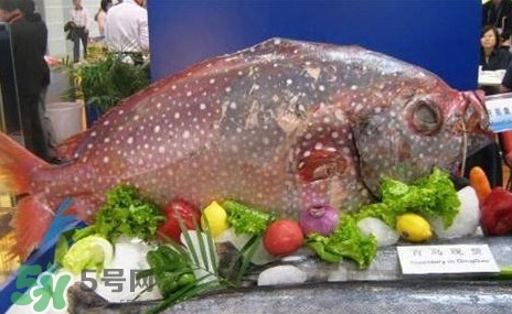 月亮魚是什么魚？月亮魚能吃嗎
