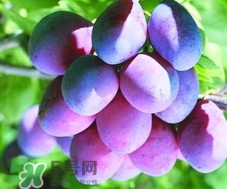 西梅軟的好吃還是硬的好吃？西梅軟的是壞了嗎？