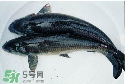 鯇魚和草魚哪個(gè)好吃？鯇魚和草魚的區(qū)別