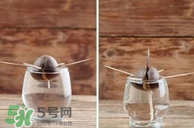 牛油果核能吃嗎？牛油果核怎么種盆栽？
