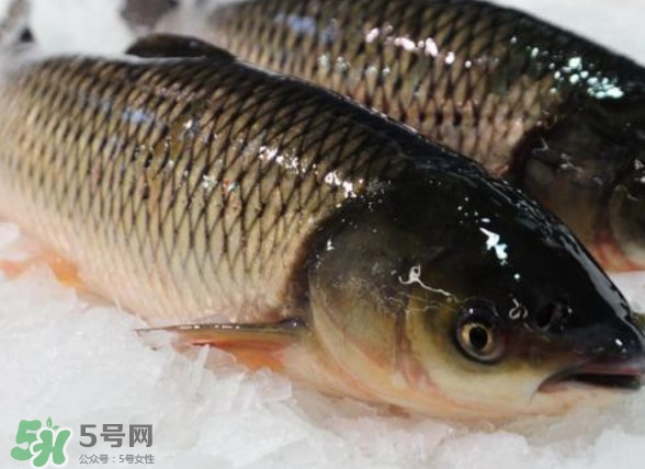 鯇魚是什么魚？鯇魚是怎樣來的