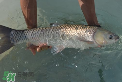 脆肉鯇是草魚嗎？脆肉鯇和草魚有什么區(qū)別