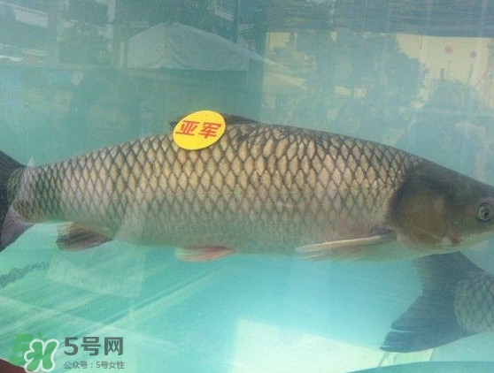 脆肉鯇是什么魚？脆肉鯇口感為什么是脆的