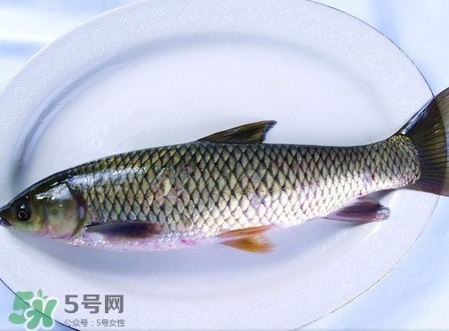鯇魚是什么魚？鯇魚是怎樣來的