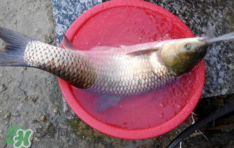 釣鯇魚用什么魚餌？鯇魚怎么做好吃