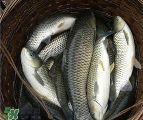 鯇魚和草魚哪個(gè)好吃？鯇魚和草魚的區(qū)別