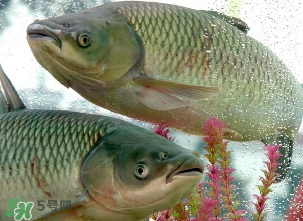 脆肉鯇吃什么的？脆肉鯇和皖魚有什么區(qū)別