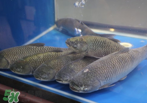 釣鯇魚用什么魚餌？鯇魚怎么做好吃