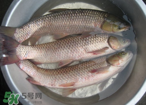 鯇魚是什么魚？鯇魚是怎樣來的