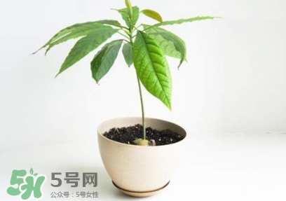 牛油果核能吃嗎？牛油果核怎么種盆栽？