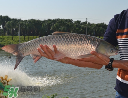 草魚怎么養(yǎng)殖成脆肉鯇？脆肉鯇養(yǎng)殖條件及技術(shù)