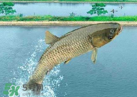 脆肉鯇是什么魚？脆肉鯇口感為什么是脆的
