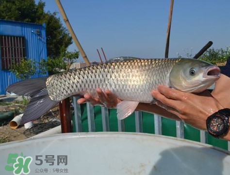 脆肉鯇是什么魚？脆肉鯇口感為什么是脆的