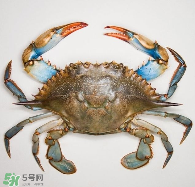 蟹膏是綠色的嗎？蟹膏是黑色的能吃嗎？