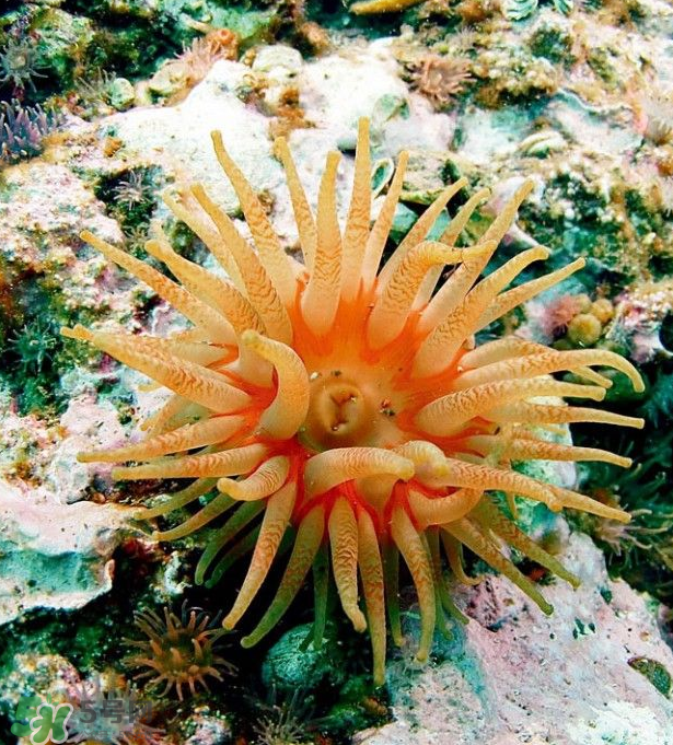 海葵能吃嗎？?？趺闯裕?></p><h3>?？≈R</h3><p>海葵是無脊椎動物，腔腸動物門，珊瑚綱，單體的兩胚層低等動物。其無外骨骼，全部生活于海洋中。暖海中的個體較大，體呈圓柱形，下端(基部)稍膨大，稱基盤，能分泌粘液。由于粘液和肌肉的作用，可固著在淺水的巖石、木樁或貝殼、蟹螯上，有的種類一旦固著后便不再移動，也有的種類可在上面微微滑動。上端為扁圓的口盤，中央有1個長縫狀的口，一般在口的兩側(cè)各有1個較窄的凹陷，稱為口道溝，口道溝壁上的細胞具有纖毛，當纖毛擺動時，可引起含有微小生物的新鮮水流沿口道溝不斷進入消化腔，不僅可以獲得食物，也可進行氣體交換，含有代謝廢物的水流，再經(jīng)口道和口的中央部分流出。</p><p>口盤的邊緣具有很多(一般是6的倍數(shù))圓錐狀的中空觸手，排成1圈、2圈或多圈。當所有觸手全部伸展開，頗象1朵葵花，故稱“?？薄Ｒ坏┦艿酱碳r，觸手和身體便收縮成1個小球狀，經(jīng)過一段時間，又會逐漸伸展開來。觸手上面生有刺細胞，可用來麻醉和捕獲小魚、小蝦等動物，并將它們送入口內(nèi)，在消化腔(胃腔)內(nèi)進行細</p><p>胞外消化。消化腔較為復(fù)雜，由上而下形成許多大小不一的成對隔膜，具有擴大消化和吸收面積的作用。其體色多種，常見的有淡黃色、淡褐色、綠色、紅色、藍色、灰色、橙色和白色。有的種類體壁上常有一些疣狀突起，一般有保護作用，或能從上面的小孔放出白色毒絲，或用來粘上砂粒、小貝殼等，或從突起上的刺絲囊中放射出刺絲，最常見的海葵有：綠?？ⅫS?？?、紅?？统群？?。</p><p style=