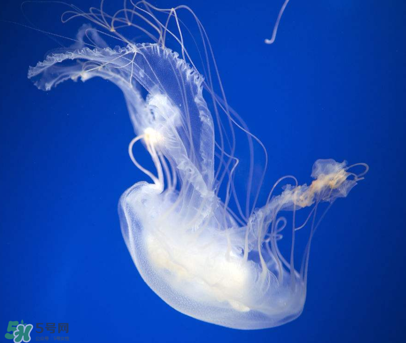 海蜇是生吃嗎？海蜇怎么吃？