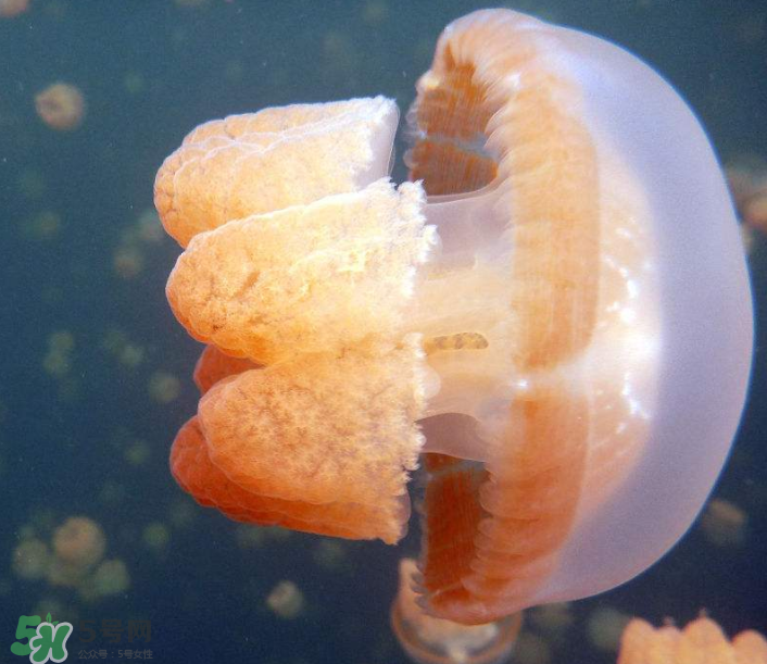 海蜇是生吃嗎？海蜇怎么吃？