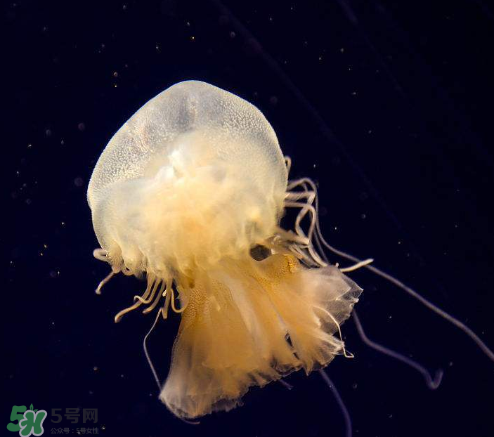 海蜇是生吃嗎？海蜇怎么吃？