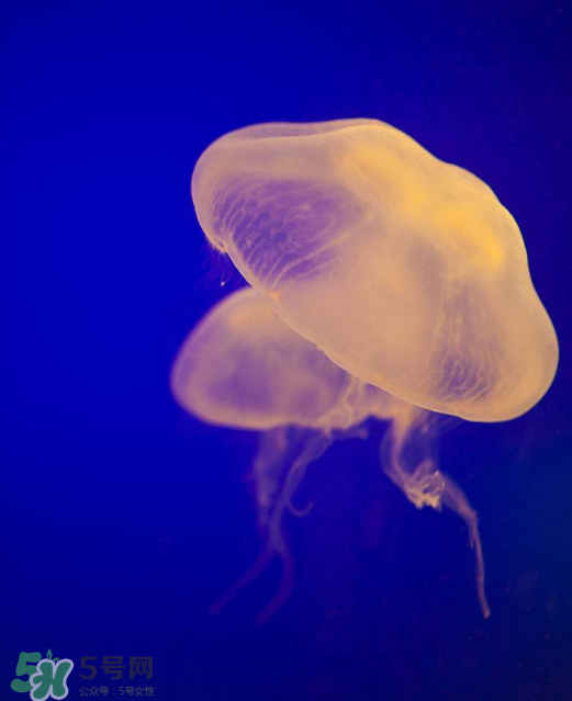 海蜇不能和什么一起吃？海蜇食用禁忌
