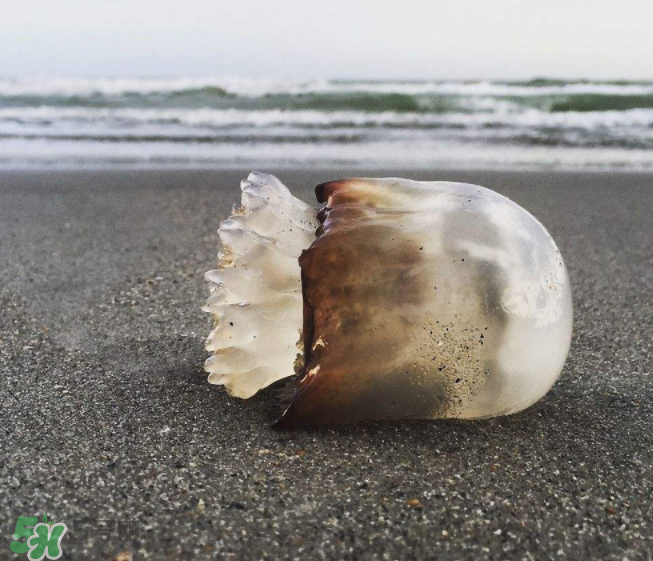 海蜇不泡能吃嗎？海蜇可以直接吃嗎？