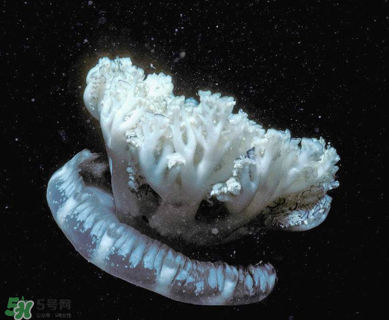 海蜇不泡能吃嗎？海蜇可以直接吃嗎？