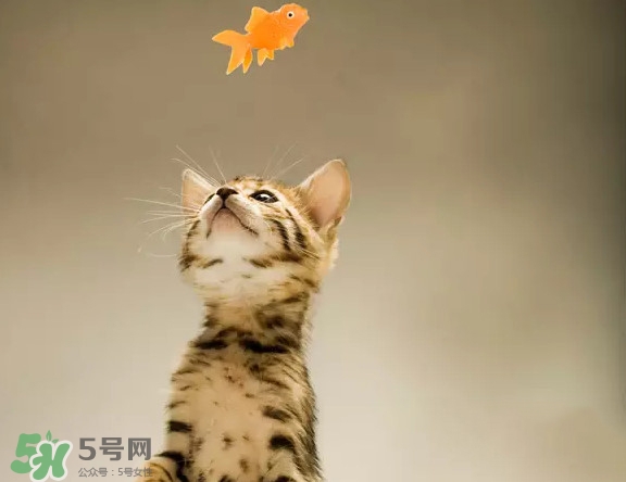 孟加拉豹貓多少錢一只？孟加拉豹貓粘人嗎