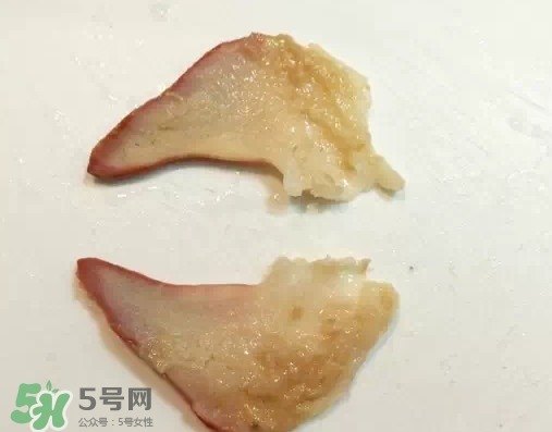 北極貝多少錢一斤？北極貝長什么樣子