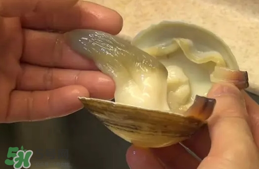 北極貝多少錢一斤？北極貝長什么樣子