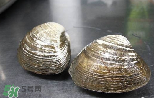北極貝多少錢一斤？北極貝長什么樣子