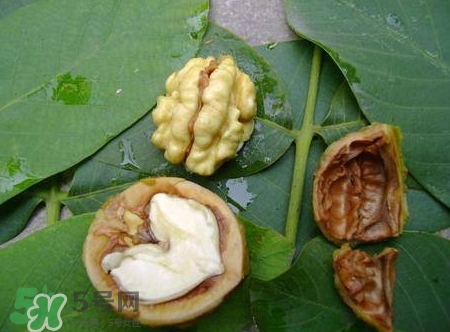 青皮核桃和干核桃哪個(gè)營(yíng)養(yǎng)高？有什么區(qū)別？