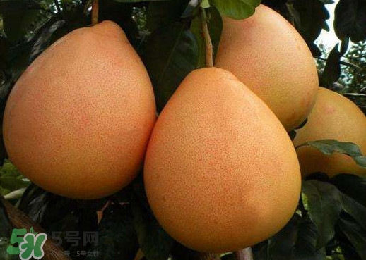 三紅蜜柚是哪里產(chǎn)的？三紅蜜柚什么時候上市？