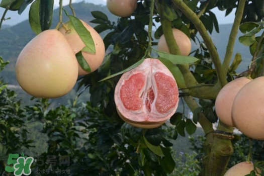 三紅蜜柚口味怎么樣？三紅蜜柚苗多少錢(qián)一棵