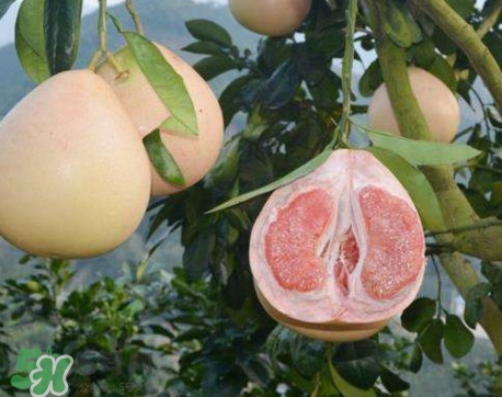 三紅蜜柚怎么挑選？三紅蜜柚種植方法與技巧