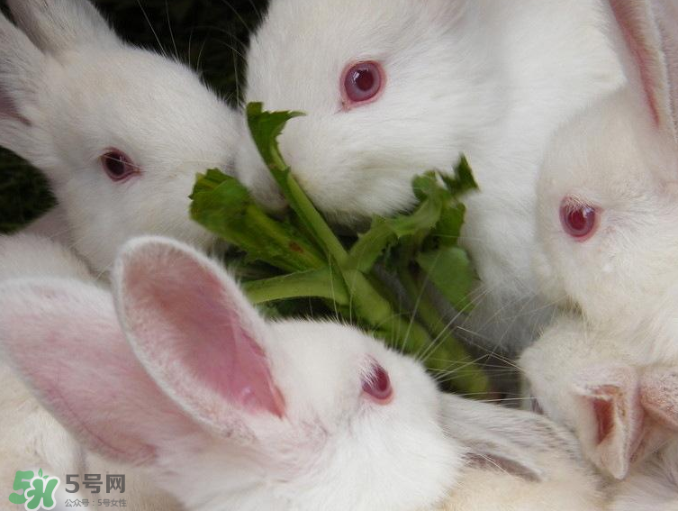 兔肉和羊肉能一起吃嗎？兔肉和羊肉相克嗎？