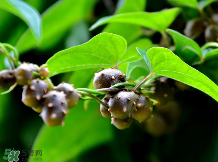 山藥豆是怎么長(zhǎng)出來(lái)的？山藥豆是山藥的種子嗎？