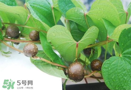 山藥豆能生吃嗎？山藥豆能帶皮吃嗎？