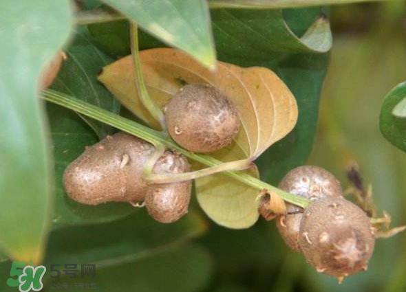 山藥豆能種植嗎？山藥豆怎么種？