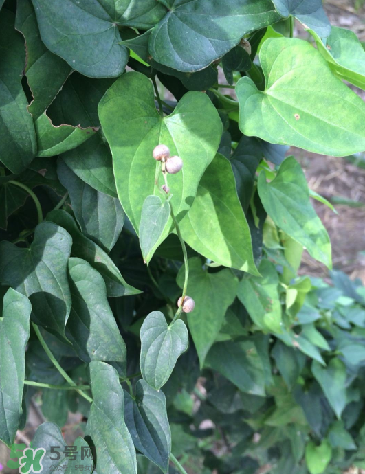山藥豆能種植嗎？山藥豆怎么種？